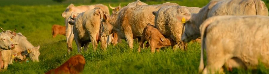 Hoe kan colostrum volwassenen helpen?