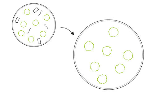 Microalgen vrij maken van bacteriën